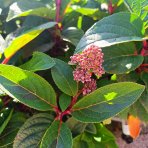 Hortenzia metlinatá (Hydrangea paniculata) ´LIVING INFINITY´® by LIVING CREATIONS® - výška 40-60 cm, kont. C2L - 150 dní kvitnutia!